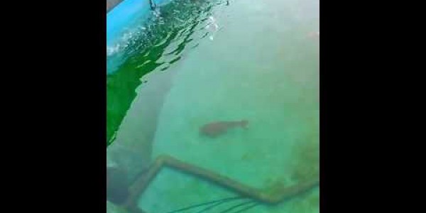 150T大魚池受難後10日